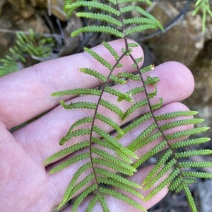 Gleichenia microphylla at Cotter River, ACT - 19 Feb 2023