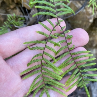 Gleichenia microphylla (Scrambling Coral Fern) at Cotter River, ACT - 18 Feb 2023 by Tapirlord