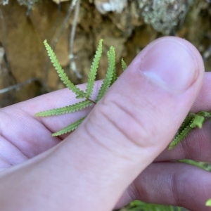 Gleichenia microphylla at Cotter River, ACT - 19 Feb 2023