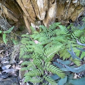 Calochlaena dubia at Uriarra Village, ACT - 19 Feb 2023