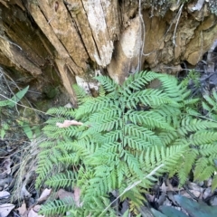 Calochlaena dubia at Uriarra Village, ACT - 19 Feb 2023