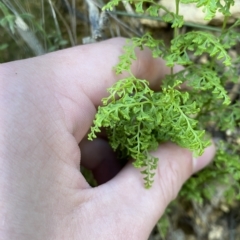 Lindsaea microphylla (Lacy Wedge-fern) at Uriarra Village, ACT - 19 Feb 2023 by Tapirlord