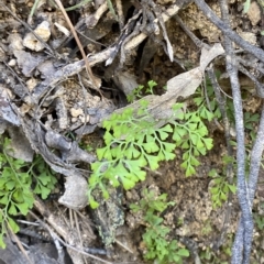 Lindsaea microphylla at Uriarra Village, ACT - 19 Feb 2023