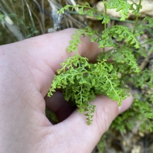 Lindsaea microphylla at Uriarra Village, ACT - 19 Feb 2023