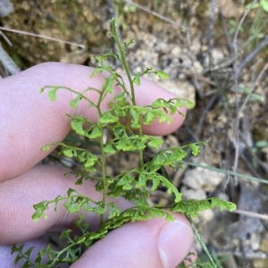 Lindsaea microphylla at Uriarra Village, ACT - 19 Feb 2023