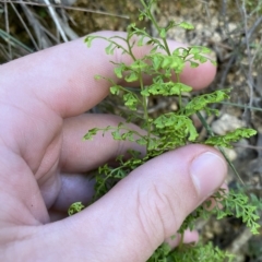 Lindsaea microphylla at Cotter River, ACT - 19 Feb 2023