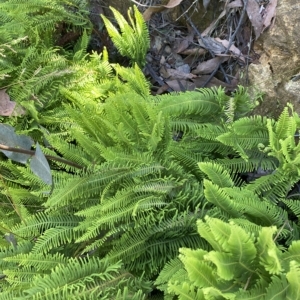 Sticherus lobatus at Cotter River, ACT - 19 Feb 2023