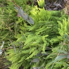 Sticherus lobatus at Cotter River, ACT - 19 Feb 2023