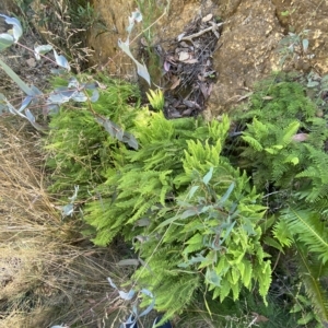 Sticherus lobatus at Cotter River, ACT - 19 Feb 2023