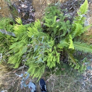 Sticherus lobatus at Cotter River, ACT - 19 Feb 2023