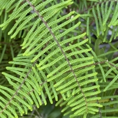Gleichenia microphylla (Scrambling Coral Fern) at Cotter River, ACT - 19 Feb 2023 by Tapirlord