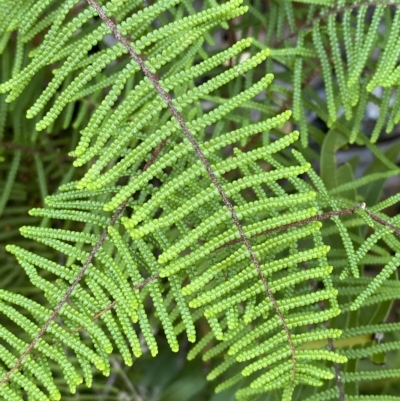 Gleichenia microphylla (Scrambling Coral Fern) at Cotter River, ACT - 19 Feb 2023 by Tapirlord