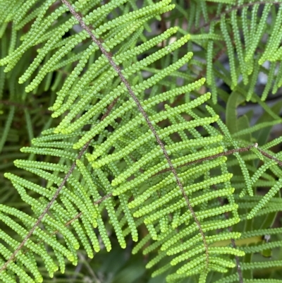 Gleichenia microphylla (Scrambling Coral Fern) at Cotter River, ACT - 18 Feb 2023 by Tapirlord