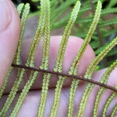 Gleichenia microphylla at Cotter River, ACT - 19 Feb 2023