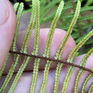 Gleichenia microphylla at Cotter River, ACT - 19 Feb 2023