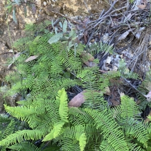 Gleichenia microphylla at Cotter River, ACT - 19 Feb 2023