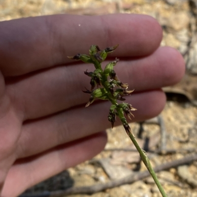 Corunastylis ectopa (Brindabella midge orchid) at Cotter River, ACT - 18 Feb 2023 by Tapirlord