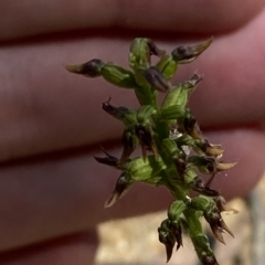 Corunastylis ectopa at suppressed - suppressed