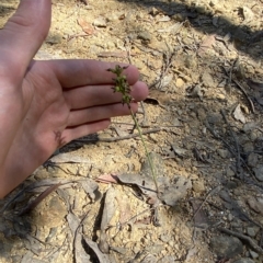 Corunastylis ectopa at suppressed - suppressed