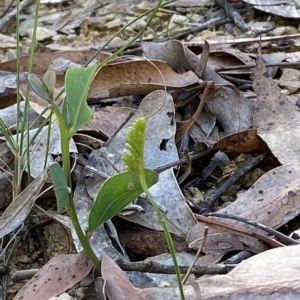 Schizaea bifida at Cotter River, ACT - 19 Feb 2023
