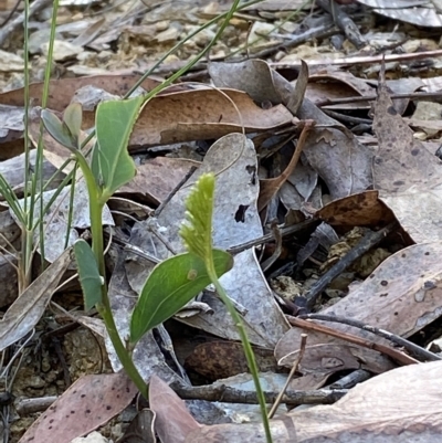 Schizaea bifida (Forked Comb Fern) at Cotter River, ACT - 18 Feb 2023 by Tapirlord