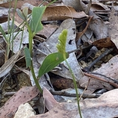 Schizaea bifida at Cotter River, ACT - 19 Feb 2023