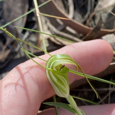 Diplodium decurvum (Summer greenhood) at Brindabella, NSW - 19 Feb 2023 by Tapirlord