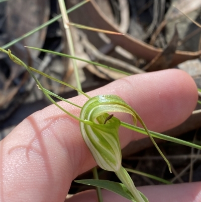 Diplodium decurvum (Summer greenhood) at Brindabella, NSW - 18 Feb 2023 by Tapirlord