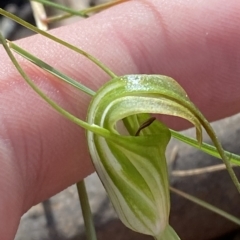 Diplodium decurvum at Brindabella, NSW - suppressed