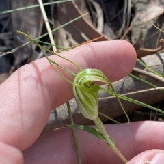 Diplodium decurvum at Brindabella, NSW - suppressed