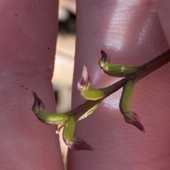 Corunastylis nuda (Tiny Midge Orchid) at Brindabella, NSW - 18 Feb 2023 by Tapirlord