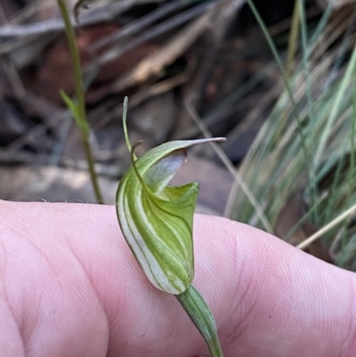 Diplodium atrans (Dark-tip greenhood) at Brindabella, NSW - 19 Feb 2023 by Tapirlord