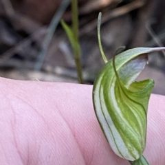 Diplodium atrans at Brindabella, NSW - suppressed