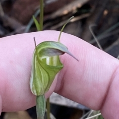 Diplodium atrans at Brindabella, NSW - 19 Feb 2023