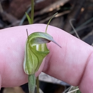 Diplodium atrans at Brindabella, NSW - suppressed