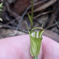 Diplodium atrans at Brindabella, NSW - suppressed