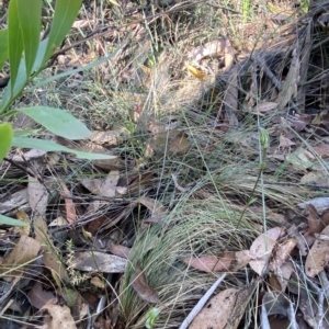 Diplodium atrans at Brindabella, NSW - suppressed