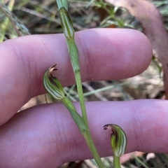 Speculantha multiflora (Tall Tiny Greenhood) at Cotter River, ACT - 18 Feb 2023 by Tapirlord