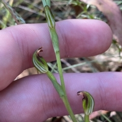 Speculantha multiflora at Cotter River, ACT - 19 Feb 2023