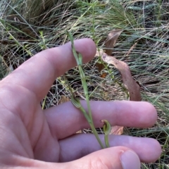 Speculantha multiflora at Cotter River, ACT - 19 Feb 2023