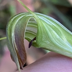 Diplodium decurvum (Summer greenhood) at Cotter River, ACT - 19 Feb 2023 by Tapirlord