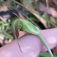 Diplodium decurvum at Cotter River, ACT - 19 Feb 2023