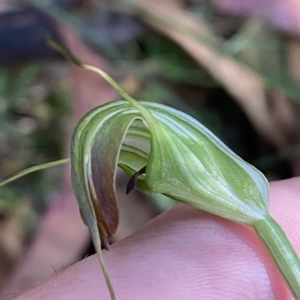 Diplodium decurvum at Cotter River, ACT - suppressed