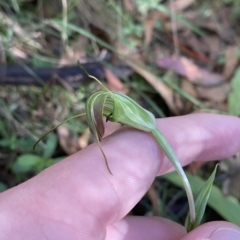 Diplodium decurvum at Cotter River, ACT - 19 Feb 2023