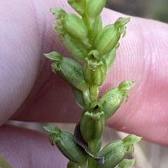 Microtis unifolia (Common Onion Orchid) at Cotter River, ACT - 19 Feb 2023 by Tapirlord