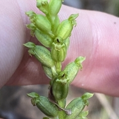 Microtis unifolia at Cotter River, ACT - suppressed