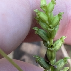 Microtis unifolia at Cotter River, ACT - 19 Feb 2023