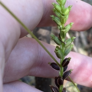 Microtis unifolia at Cotter River, ACT - 19 Feb 2023