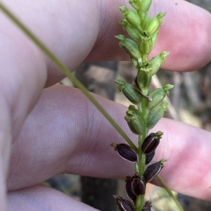 Microtis unifolia at Cotter River, ACT - suppressed