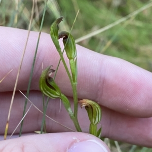 Speculantha multiflora at Cotter River, ACT - 19 Feb 2023